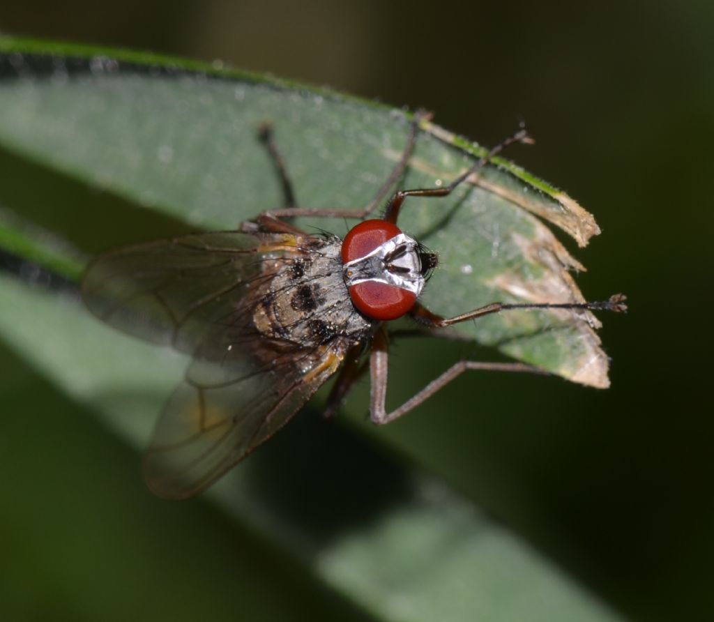 maschio di Helina clara